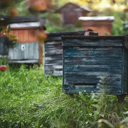 Pasieka - Holiday home *