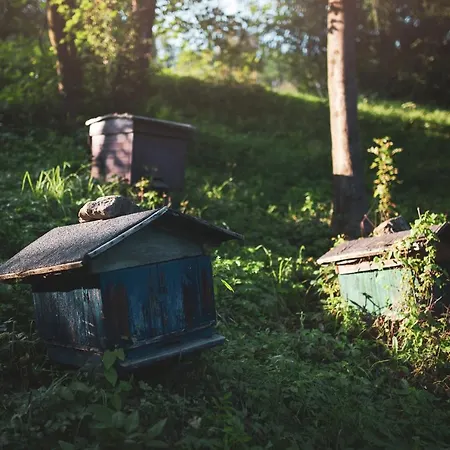 Pasieka - بيت للعطل Bacza