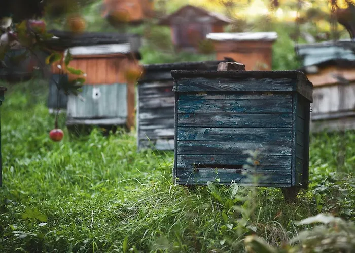 Pasieka - 度假居 *