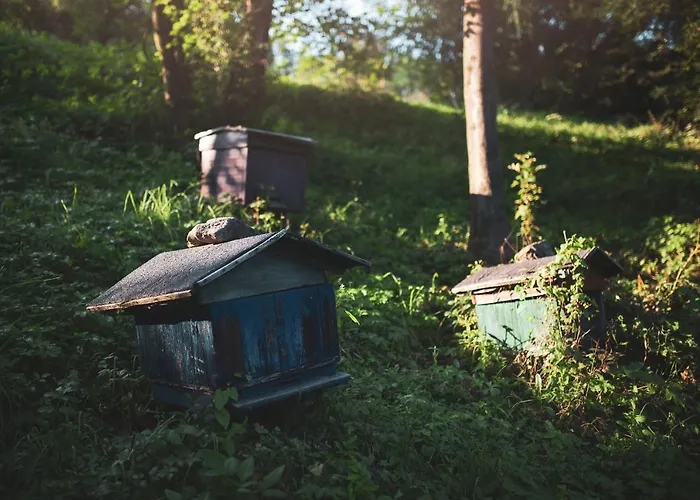 Pasieka - 度假居 Bacza